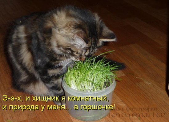 Хорошее настроение с котоматрицами
