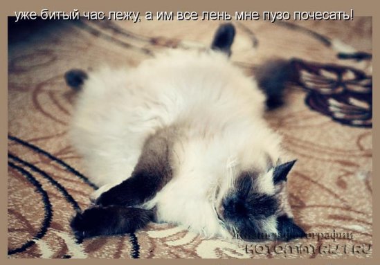 Хорошее настроение с котоматрицами