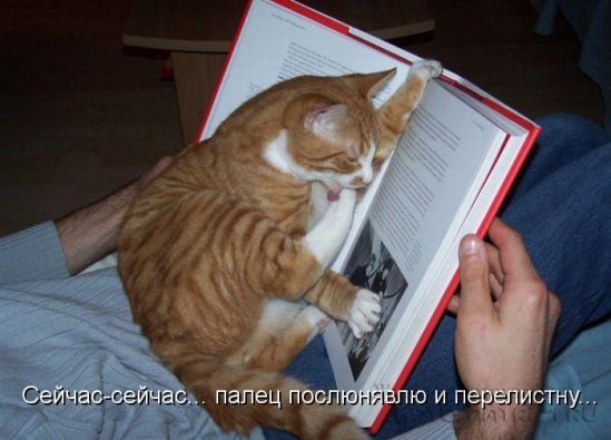 Хорошее настроение с котоматрицами