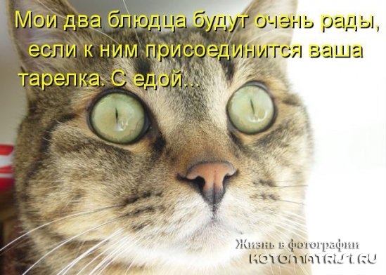 Хорошее настроение с котоматрицами
