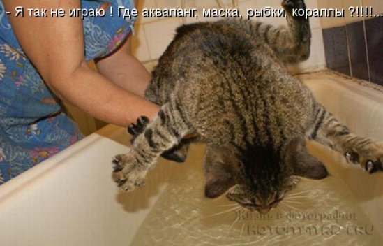 Хорошее настроение с котоматрицами